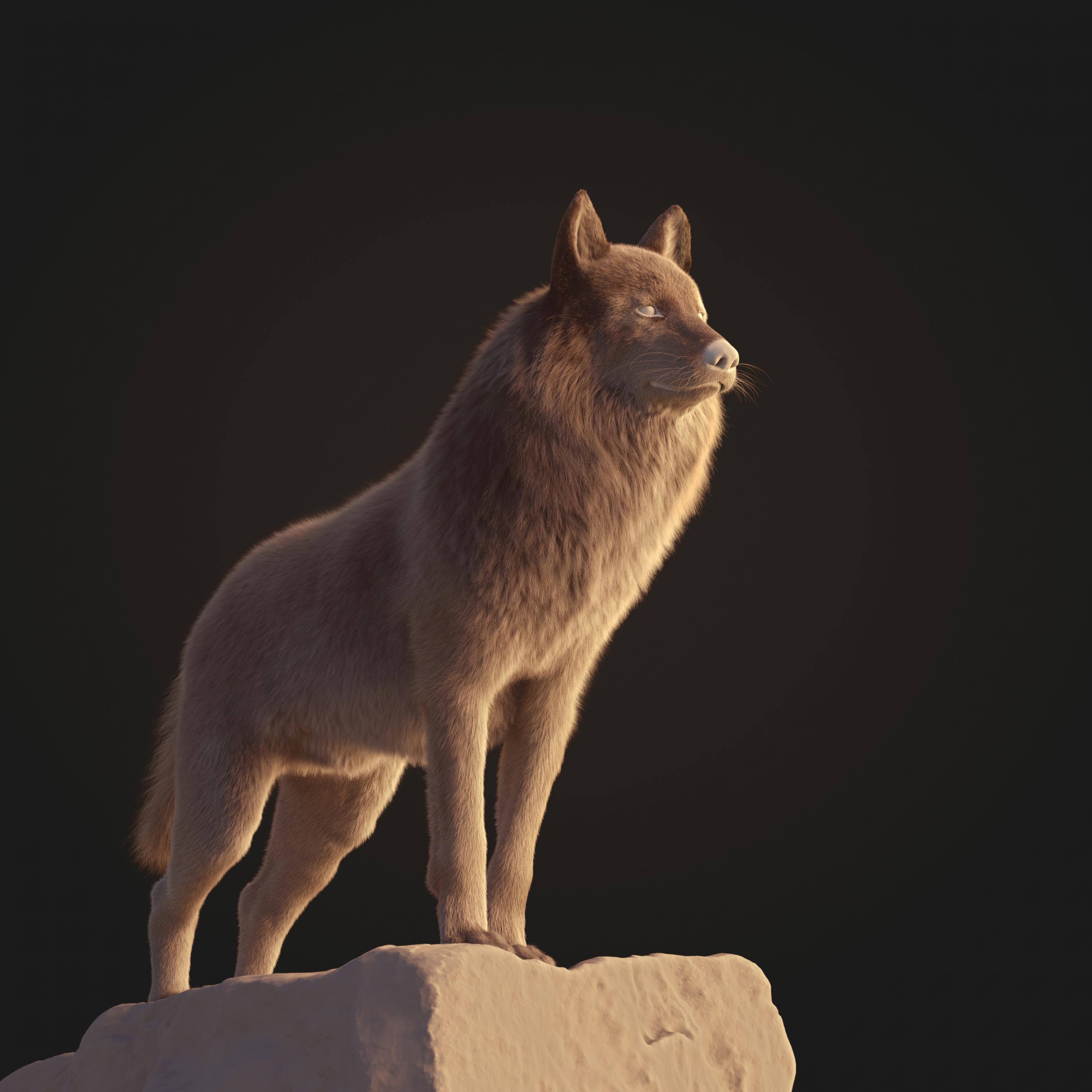 Wolf