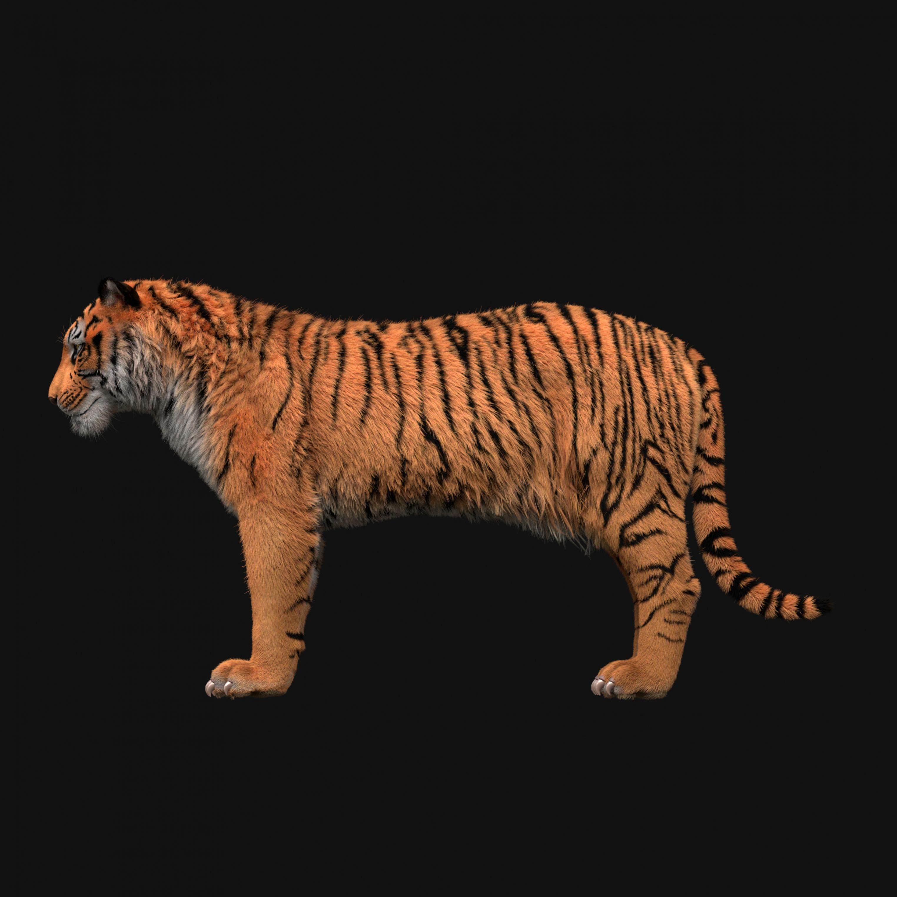 Tiger_wangtao-TA